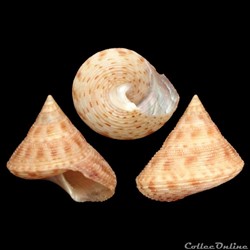 Calliostomatidae - Calliostoma granulatum (Born, 1778)