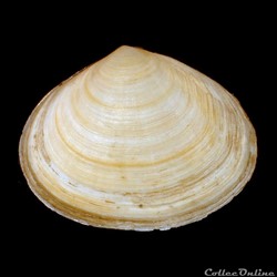 Semelidae - Scrobicularia plana (Linné, 1758)