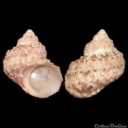 Turbinidae - Turbo castanea (Gmelin, 1791)
