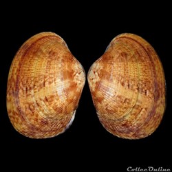 Veneridae - Polititapes aureus (Gmelin, 1791)