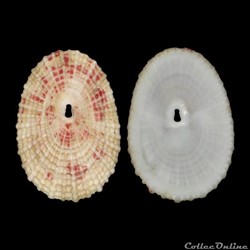 Fissurellidae - Diodora listeri (d'Orbigny, 1847)