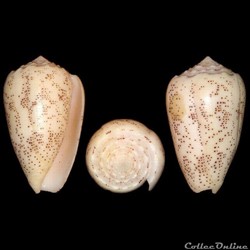 Puncticulis arenatus (Hwass in Bruguière, 1792)