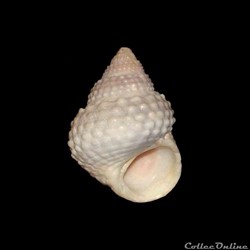 Littorinidae - Cenchritis muricatus (Linné, 1758)