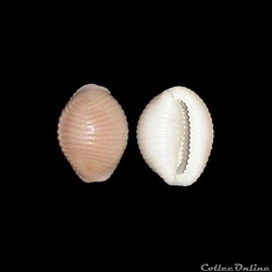 Triviidae - Trivia arctica (Pulteney, 1799)