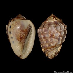Cassidae - Cassis flammea (Linné, 1758)