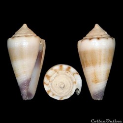 Lividoconus muriculatus (Sowerby I, 1833)