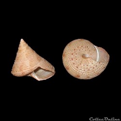 Calliostomatidae - Calliostoma granulatum (Born, 1778)