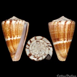 Kioconus (Ongoconus) fumigatus (Hwass in Bruguière, 1792)