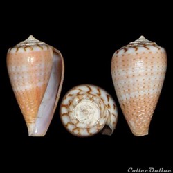 Floraconus aplustre (Reeve, 1843)