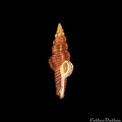 Fasciolariidae - Polygona infundibulum (Gmelin, 1791)