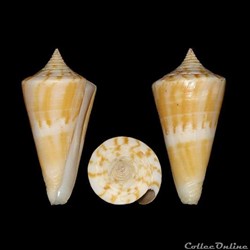 Kioconus (Ongoconus) voluminalis (Reeve, 1843)