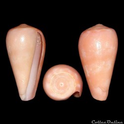 Textilia solangeae (Bozzetti, 2004)