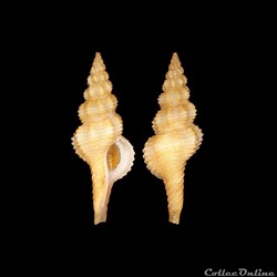Fasciolariidae - Pseudofusus pulchellus (Philippi, 1840)