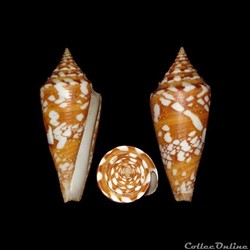 Leptoconus castaneofasciatus f. arbornatalis (da Motta, 1978)