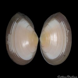 Tellinidae - Peronaea planata (Linné, 1758)