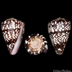 Kalloconus (Trovaoconus) ateralbus (Kiener, 1845)