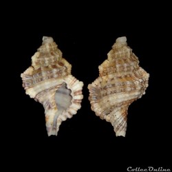 Cymatiidae - Monoplex nicobaricus (Röding, 1798)