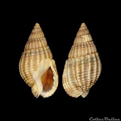 Nassariidae - Tritia reticulata (Linné, 1758)