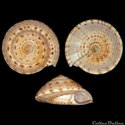 Architectonicidae - Architectonica nobilis (Röding, 1798)