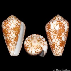 Darioconus purus (Pease, 1863)