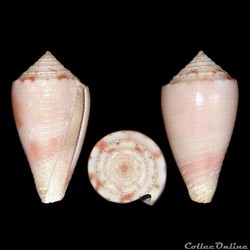 Conidae - Jaspidiconus mindanus (Hwass in Bruguière, 1792)