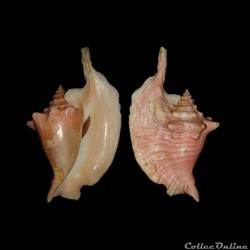 Strombidae - Lobatus gallus (Linné, 1758)