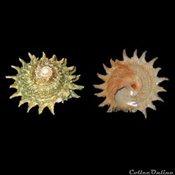 Turbinidae - Lithopoma phoebium (Röding, 1798)