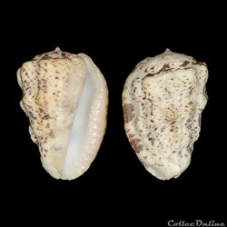 Harpidae - Morum oniscus (Linné, 1767)