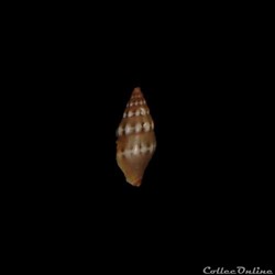 Costellariidae - Pusia tricolor (Gmelin, 1791)