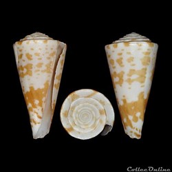 Eremiconus sculletti (Marsh, 1962)