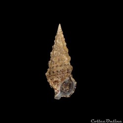 Cerithiidae - Cerithium atratum (Born, 1778)