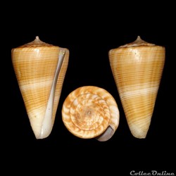 Kioconus (Ongoconus) typhon (Kilburn, 1975)