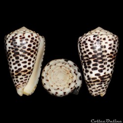Puncticulis pulicarius f. fustigatus (Hwass in Bruguière, 1792)