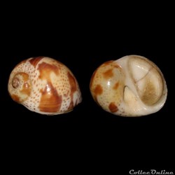 Naticidae - Natica fulminea (Gmelin, 1791)