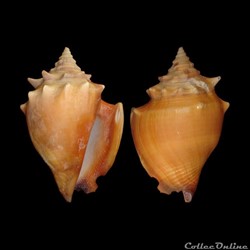 Strombidae - Strombus pugilis (Linné, 1758)