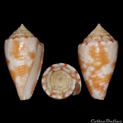 Jaspidiconus jaspideus (Gmelin, 1791)