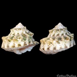 Turbinidae - Lithopoma tuber (Linné, 1758)