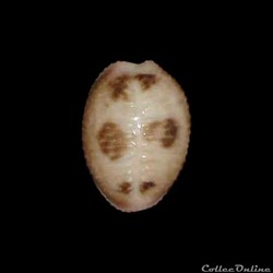 Triviidae - Pusula pediculus (Linné, 1758)