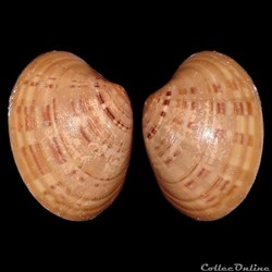 Veneridae - Callista chione (Linné, 1758)
