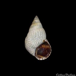 Littorinidae - Echinolittorina ziczac (Gmelin, 1791)