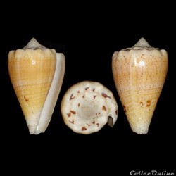 Conidae - Stephanoconus regius f. citrinus (Gmelin, 1791)
