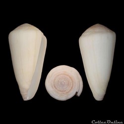 Virgiconus thomasi (Sowerby III, 1881)