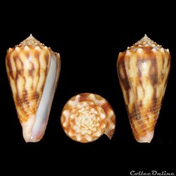 Fulgiconus (Fulgiconus) moluccensis (Küster, 1838)