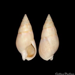 Nassariidae - Dorsanum miran (Bruguière, 1789)