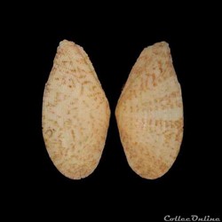 Tellinidae - Tellinella listeri (Röding, 1798)