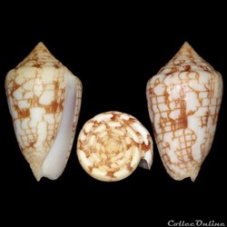 Ximeniconus (Perplexiconus) lucidus (Wood, 1828)
