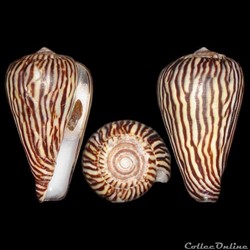 Lautoconus (Varioconus) zebroides (Kiener, 1848)