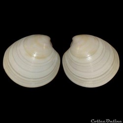 Veneridae - Pitar rudis (Poli, 1795)