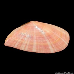 Tellinidae - Moerella pulchella (Lamarck, 1818)