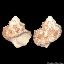Turbinidae - Turbo castanea (Gmelin, 1791)